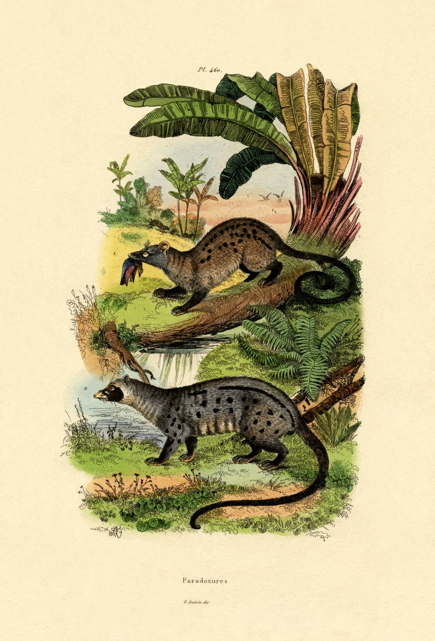 Palm Civets, 1833-39 af French School