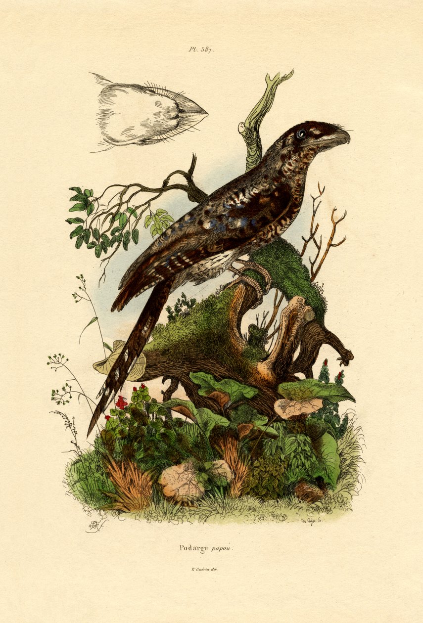 Papuan Frogmouth, 1833-39 af French School