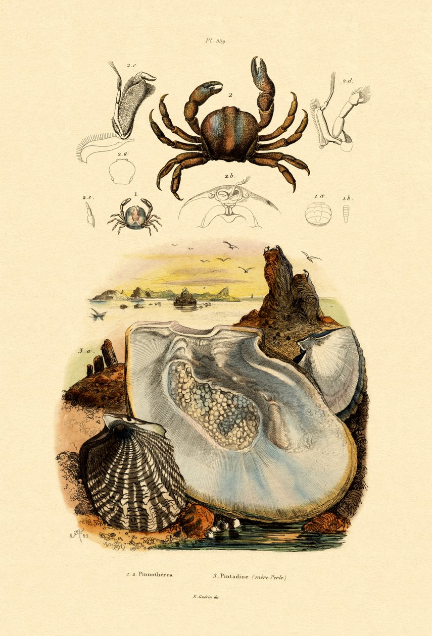 Pea Crab, 1833-39 af French School