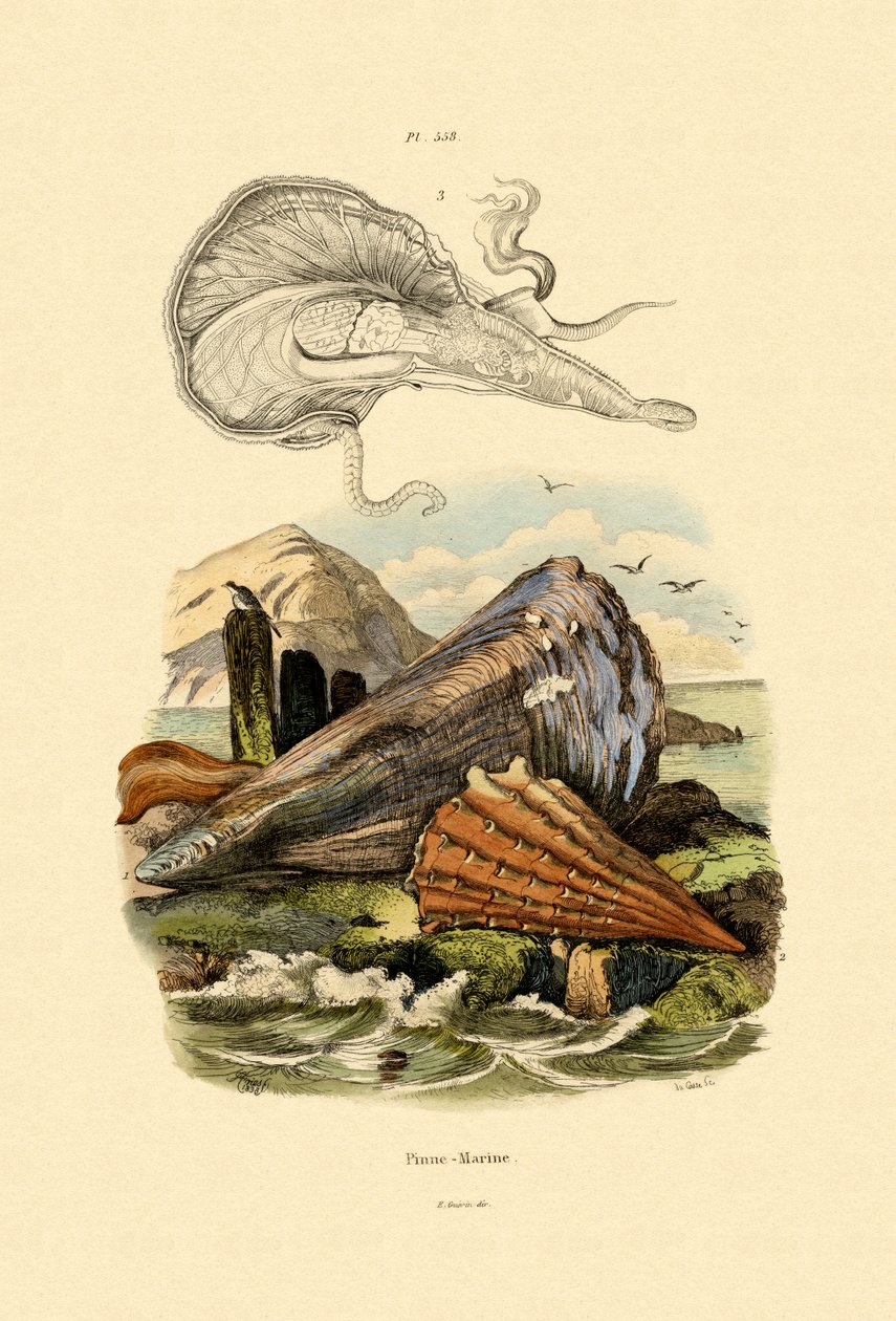 Penneskal, 1833-39 af French School