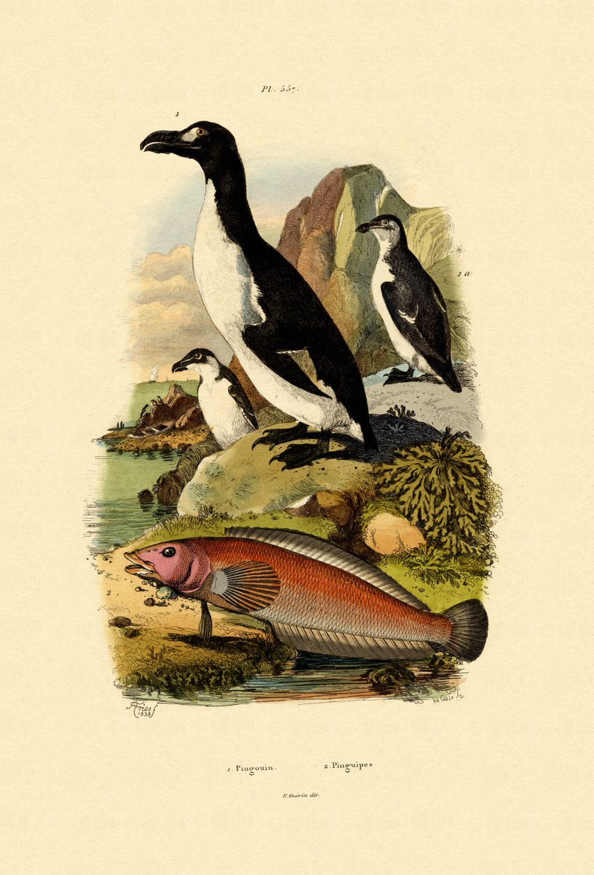 Pingvin, 1833-39 af French School