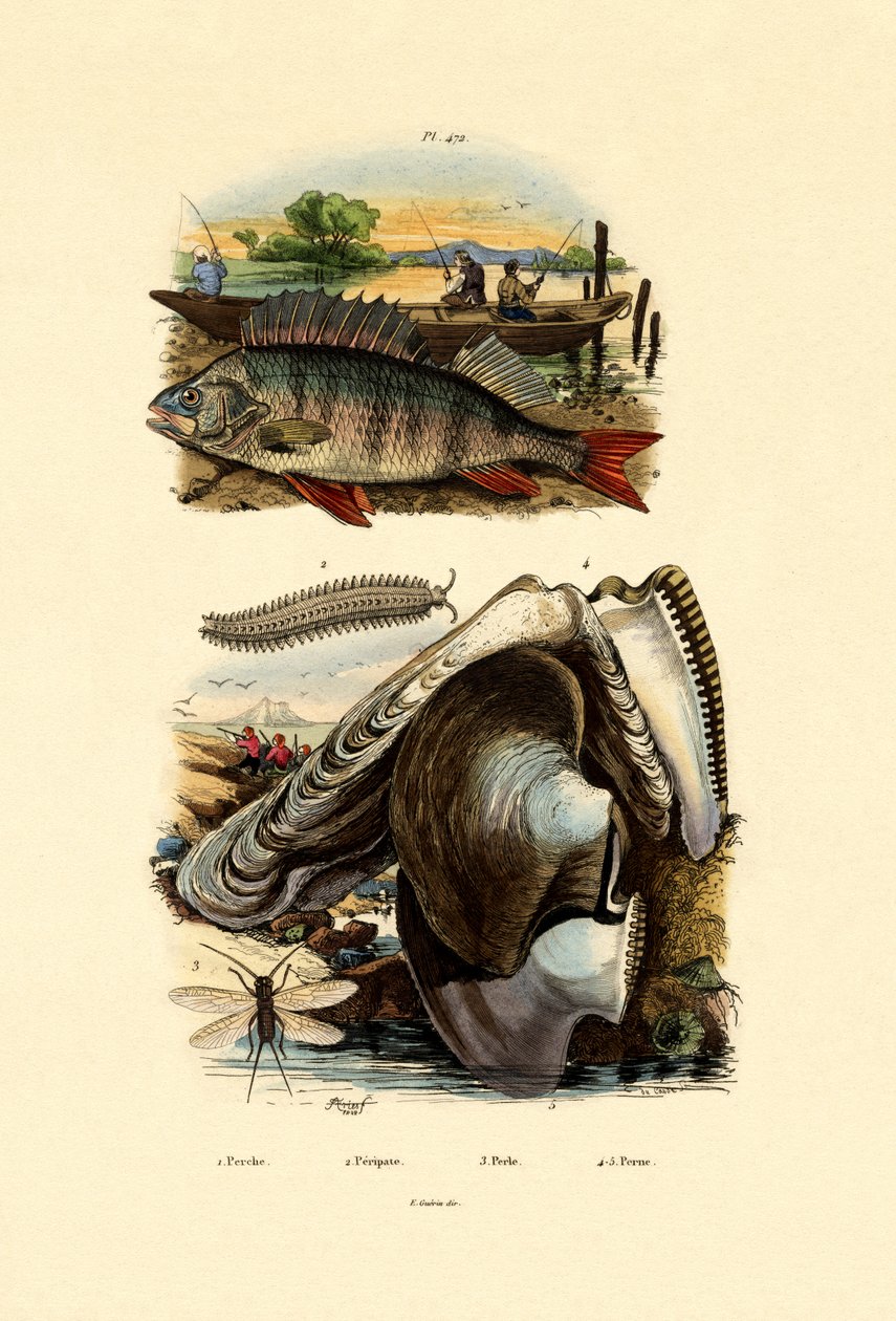 Aborre, 1833-39 af French School