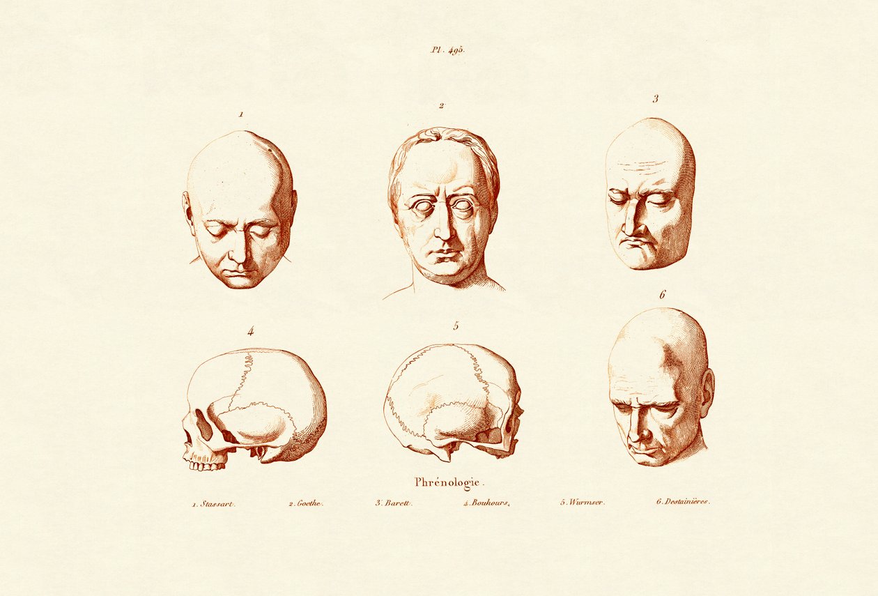 Frenologi, 1833-39 af French School