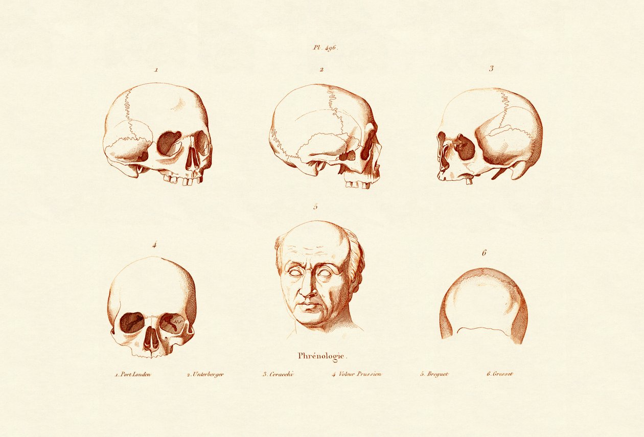 Frenologi, 1833-39 af French School