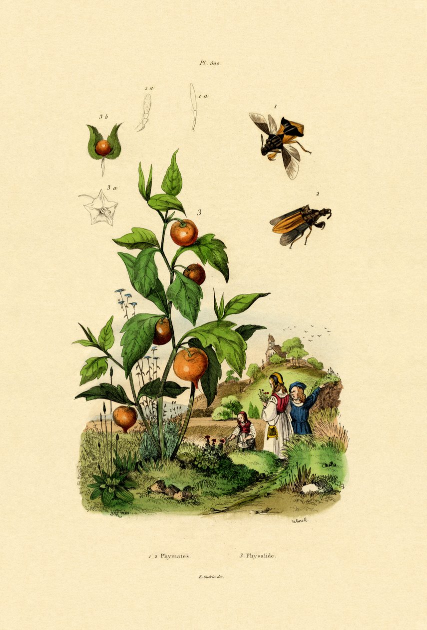 Physalis, 1833-39 af French School