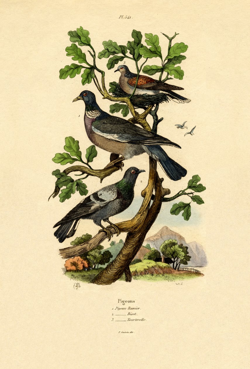 Duer, 1833-39 af French School
