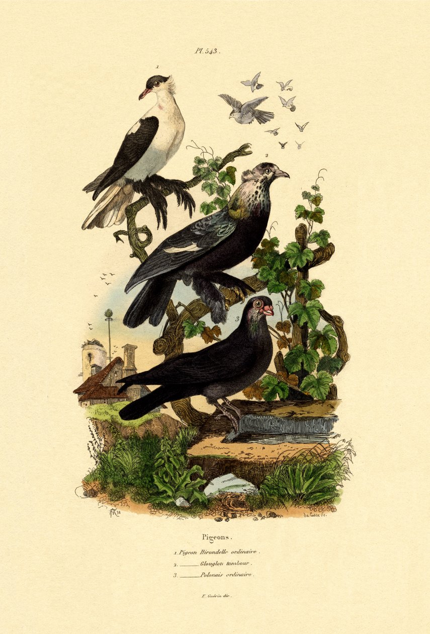 Duer, 1833-39 af French School