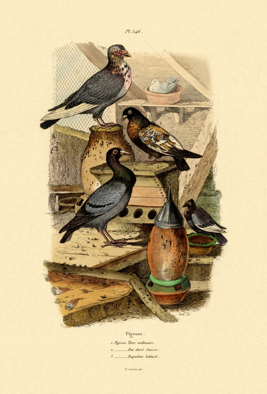 Duer, 1833-39 af French School