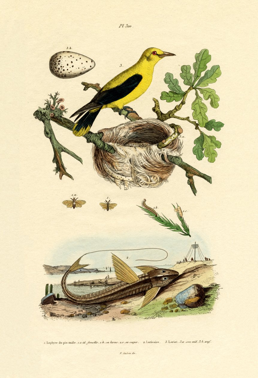 Fyrsavflue, 1833-39 af French School