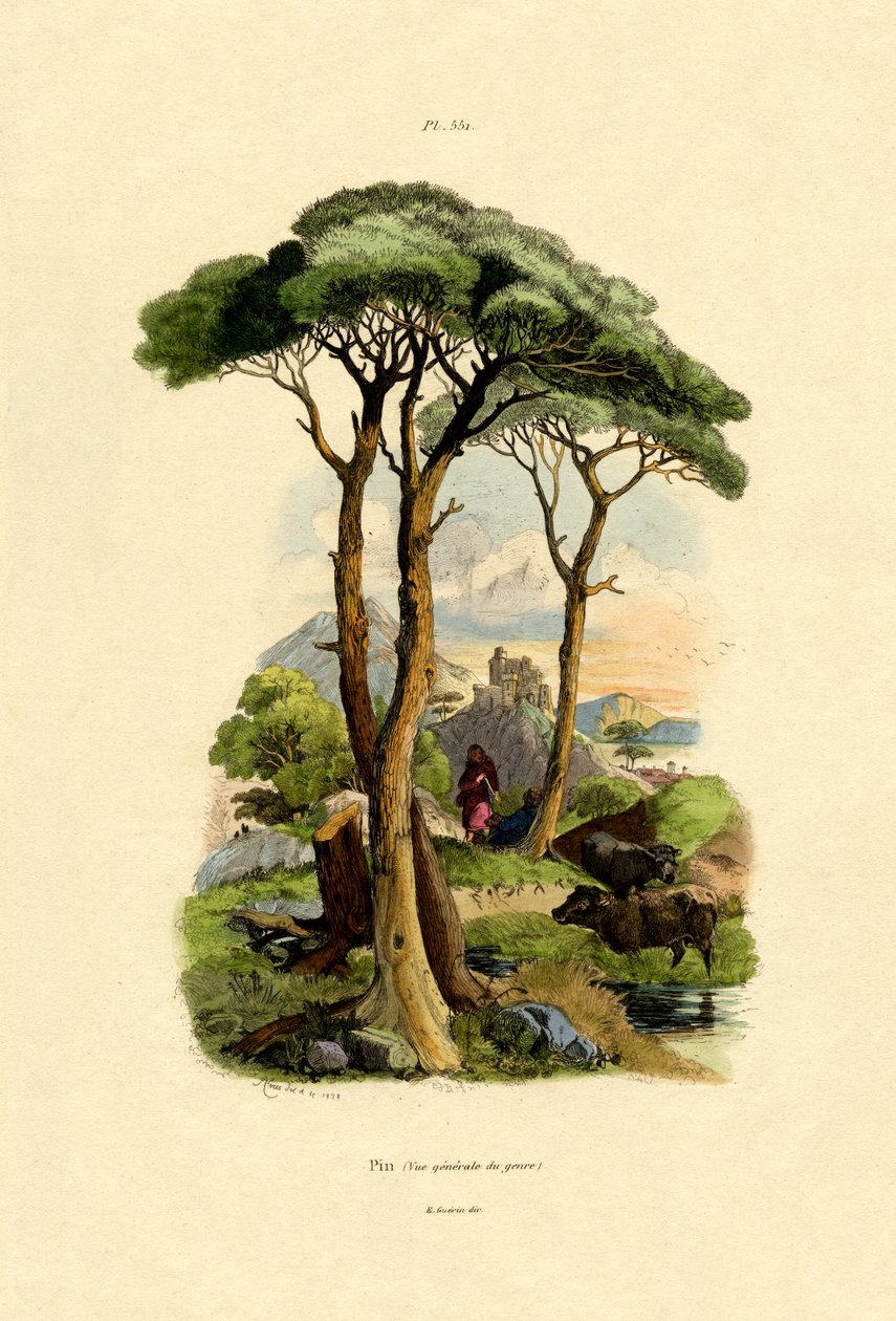Fyrretræ, 1833-39 af French School