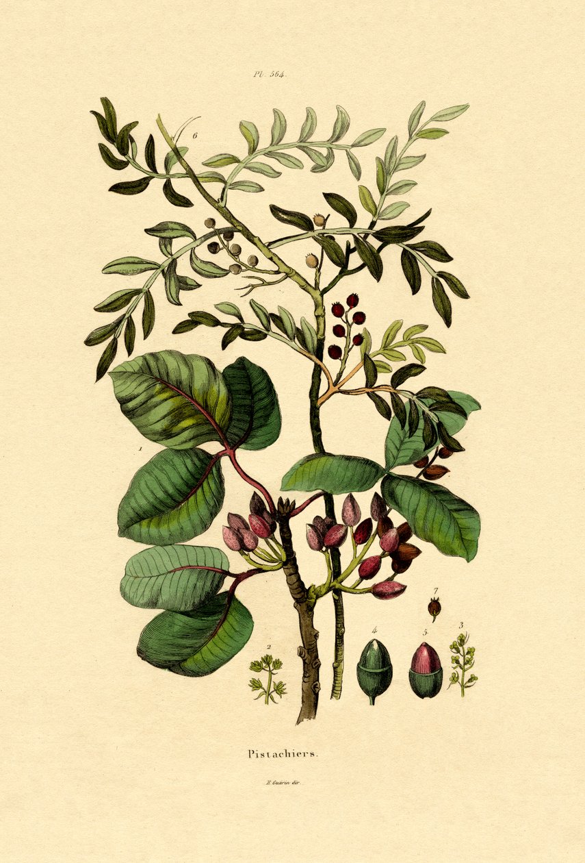 Pistacie, 1833-39 af French School