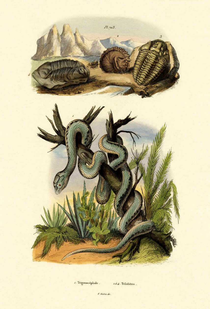 Pit Viper, 1833-39 af French School