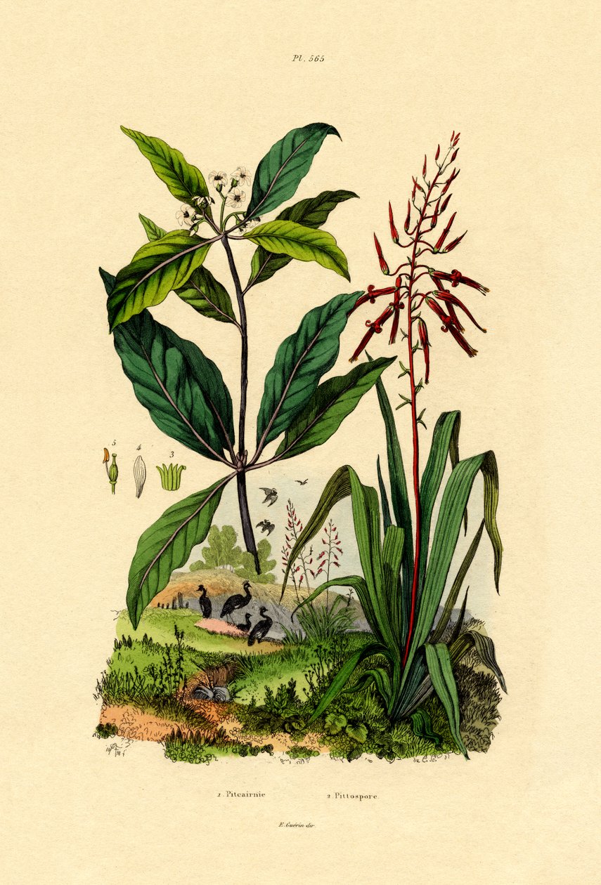 Pittosporum, 1833-39 af French School