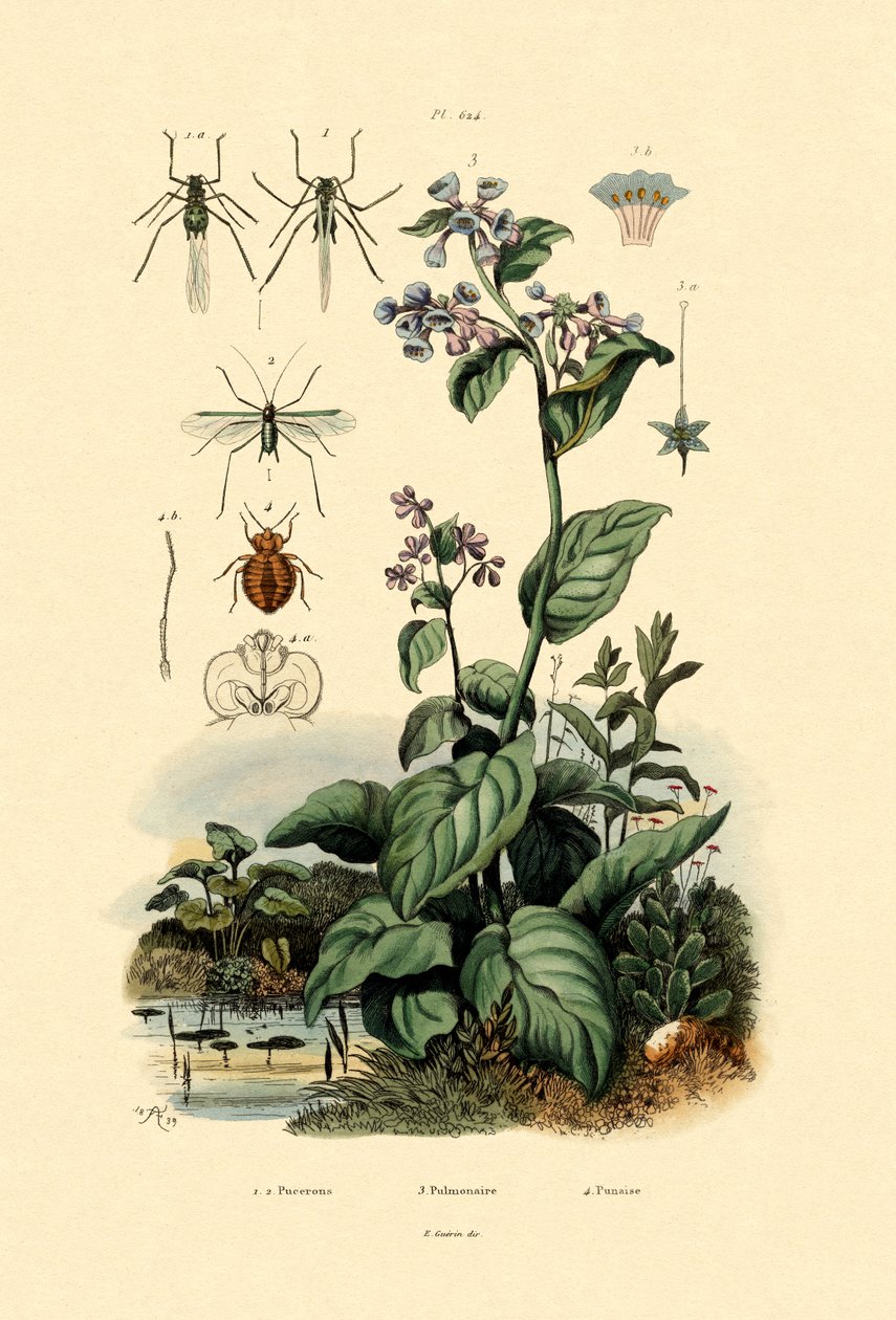 Plantlice, 1833-39 af French School