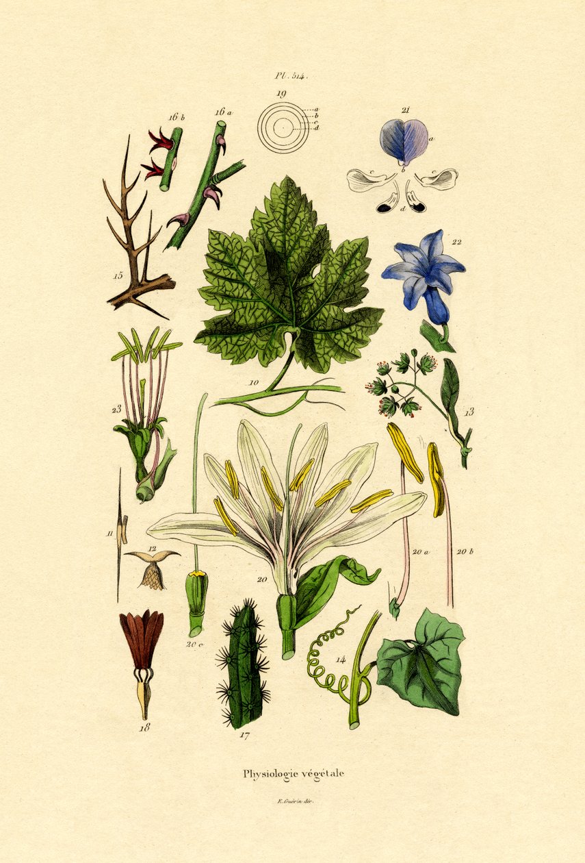 Planter, 1833-39 af French School