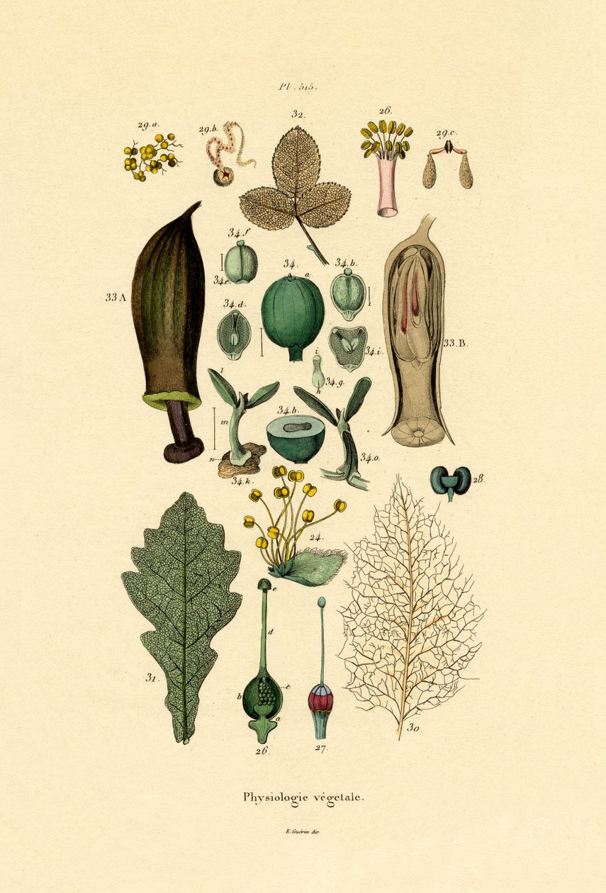 Planter, 1833-39 af French School