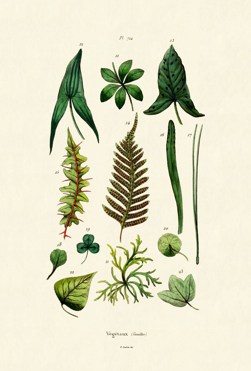 Planter, 1833-39 af French School