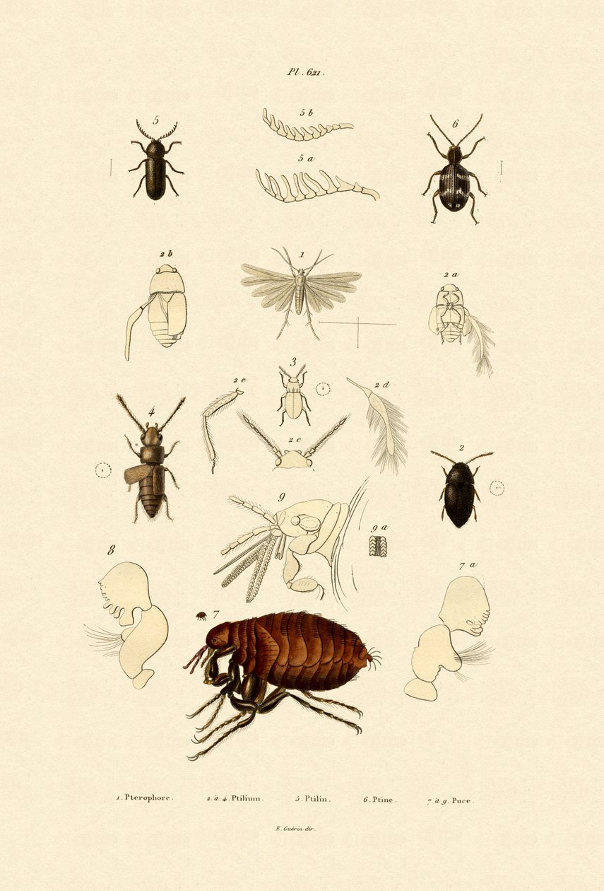 Plume Moth, 1833-39 af French School