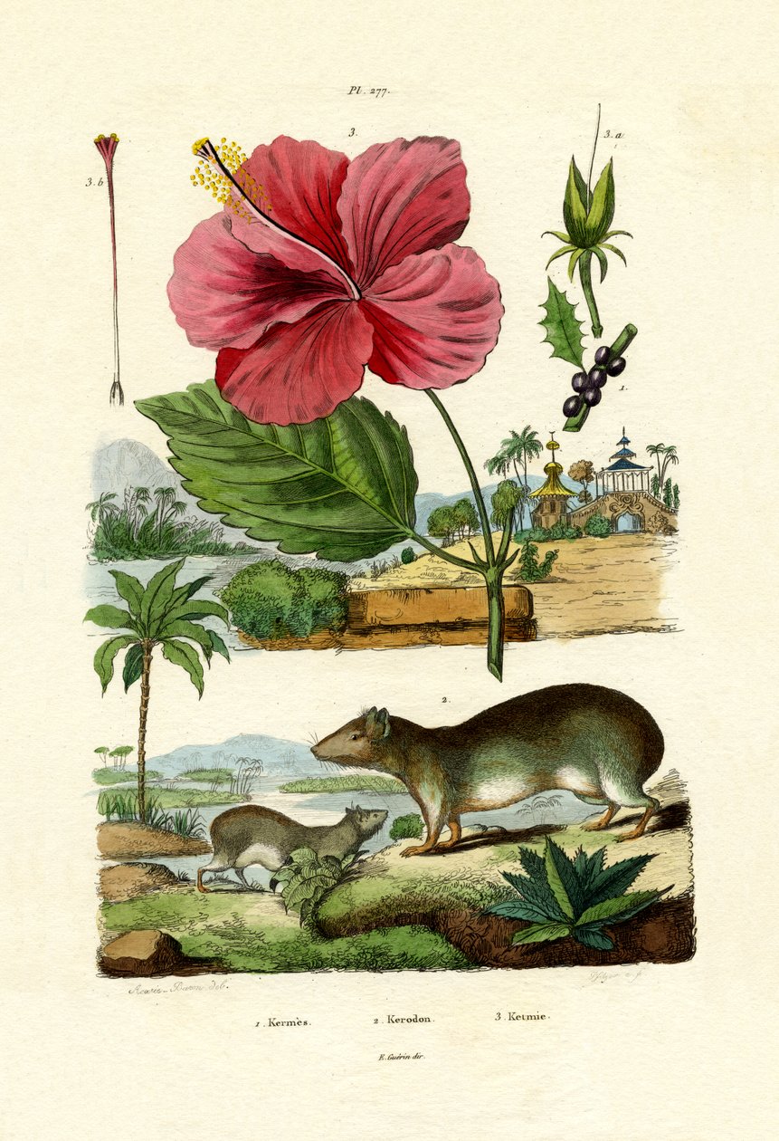 Pokeweed, 1833-39 af French School