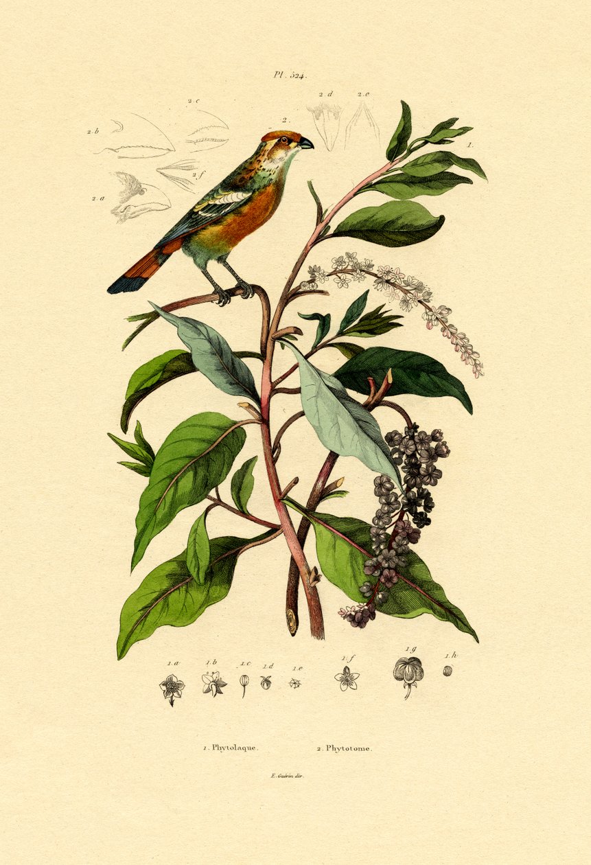 Pokeweed, 1833-39 af French School