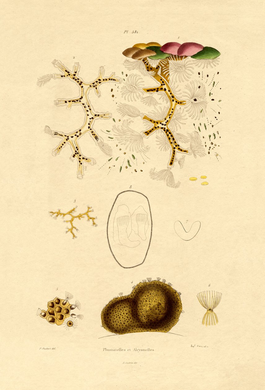 Polyp, 1833-39 af French School