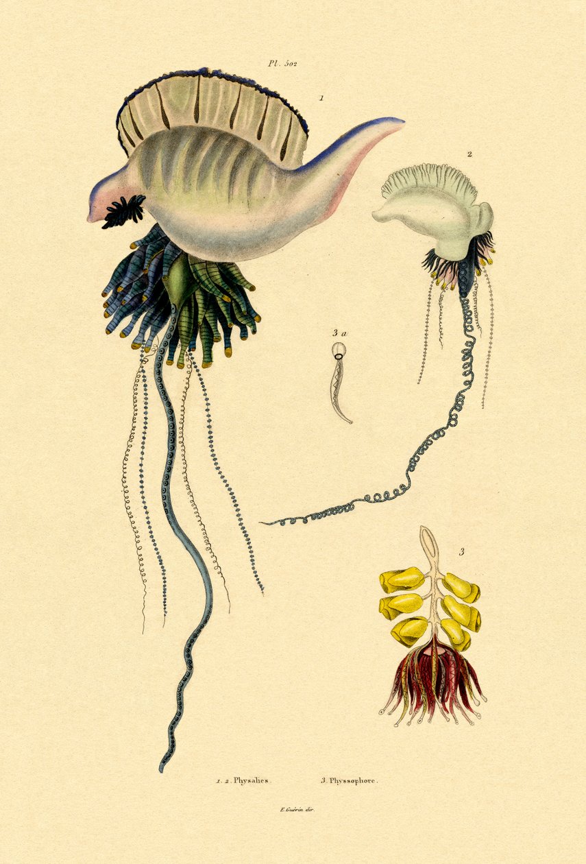 Portugisisk krigsmand, 1833-39 af French School