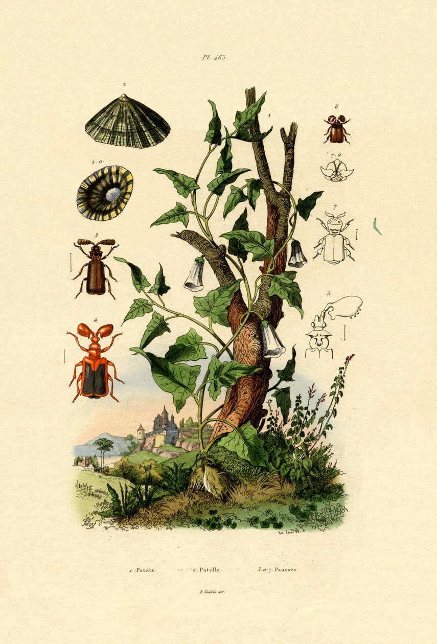 Kartoffel, 1833-39 af French School