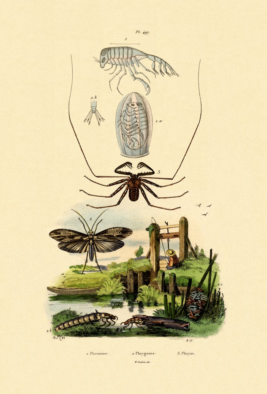Barnevogn Bug Amphipod, 1833-39 af French School