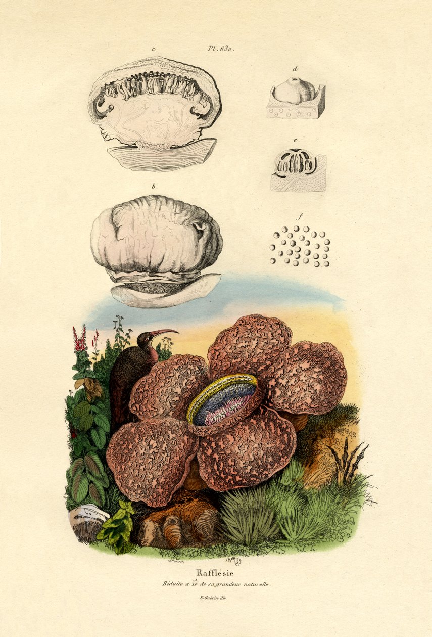 Rafflesia, 1833-39 af French School