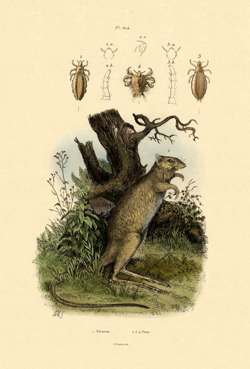 Rotte-kænguru, 1833-39 af French School