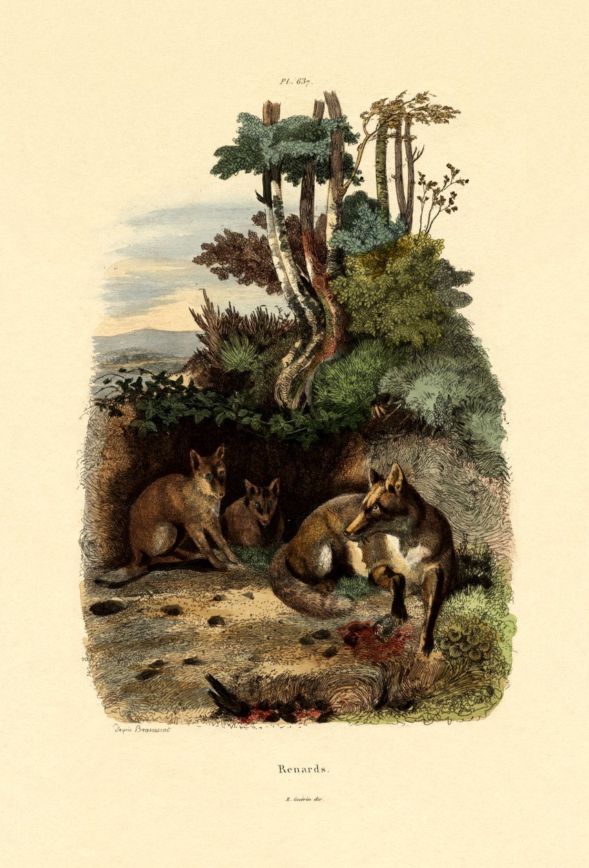 Rød ræv, 1833-39 af French School