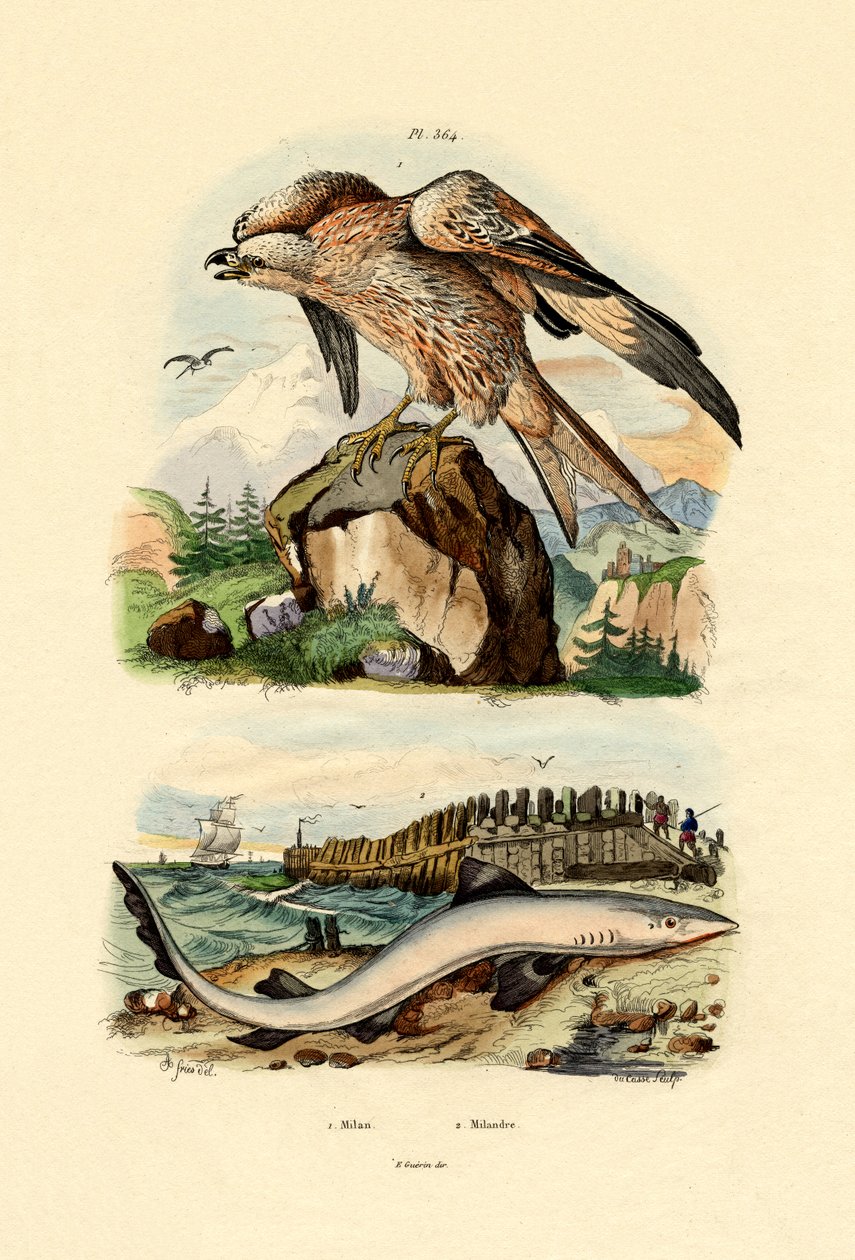 Rød glente, 1833-39 af French School