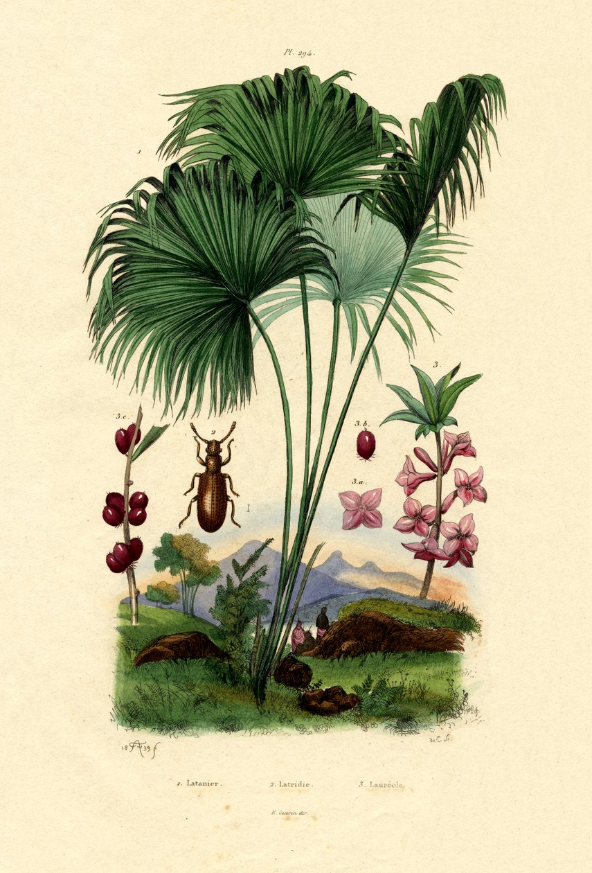 Red Latan Palm, 1833-39 af French School