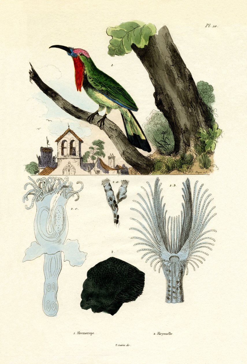 Rødskæg Biæder, 1833-39 af French School