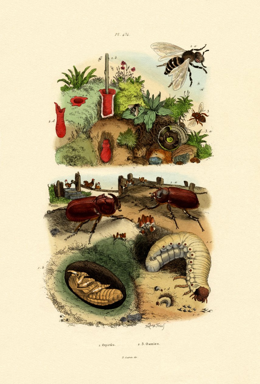 Rhinoceros Beetle, 1833-39 af French School