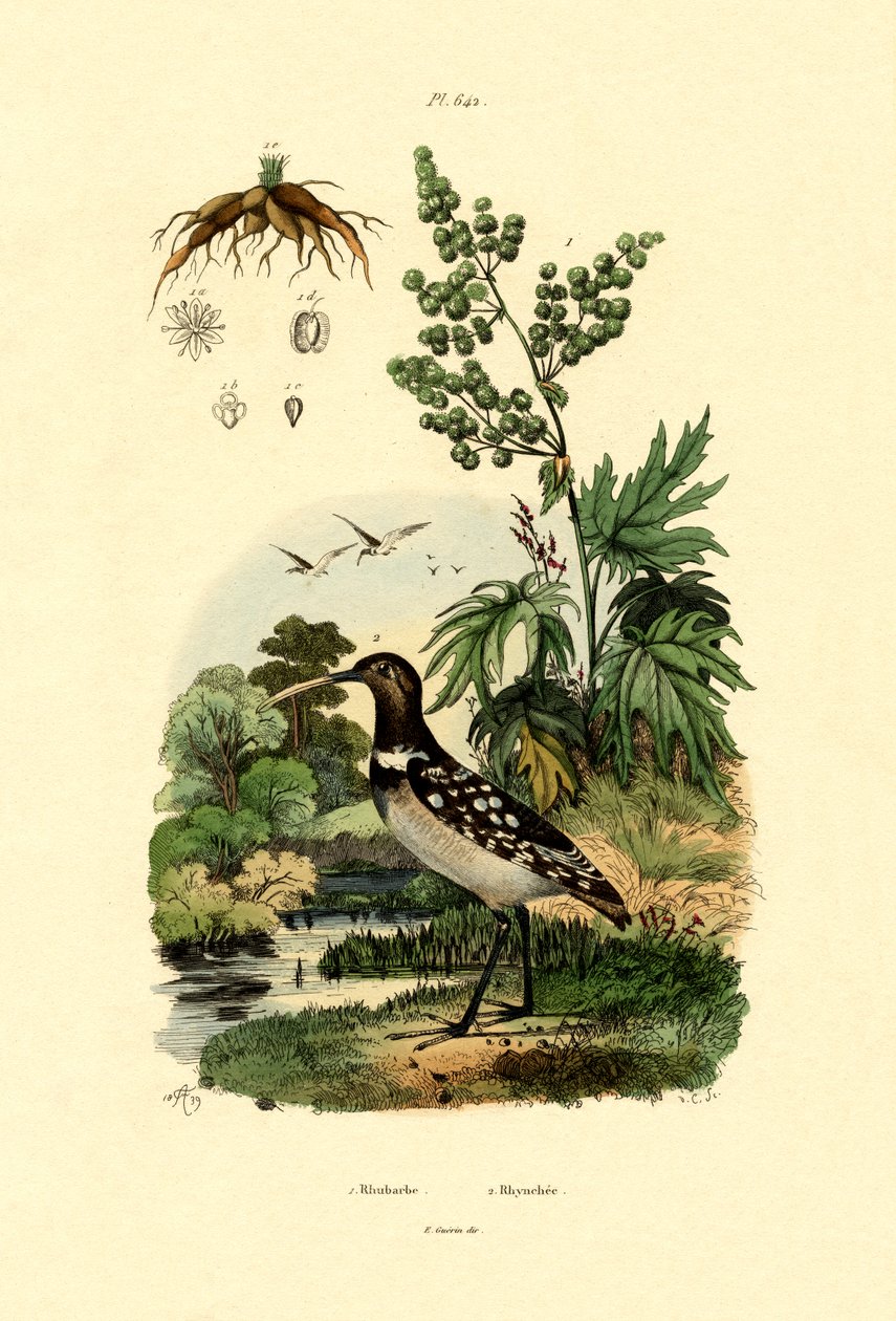 Rabarber, 1833-39 af French School