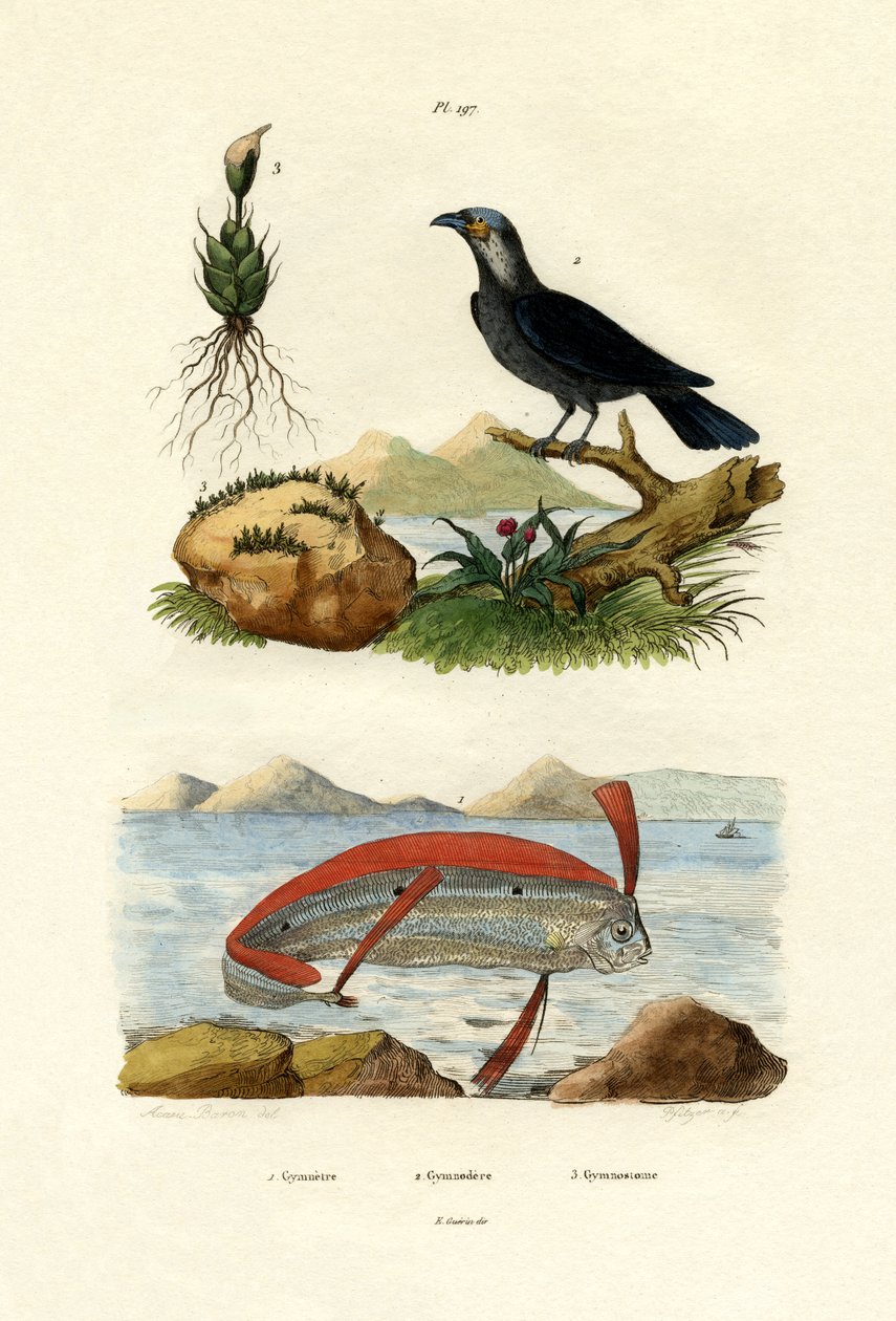 Ribbonfish, 1833-39 af French School