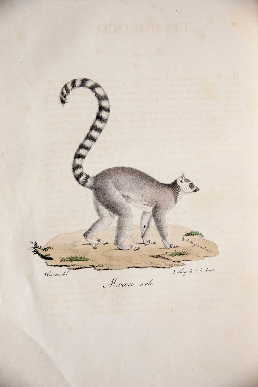 Ringhalelemur, fra Natural History of Pattedyr, med originale figurer, af Étienne Geoffroy Saint-Hilaire & Frédéric Cuvier, 1824-42 af French School