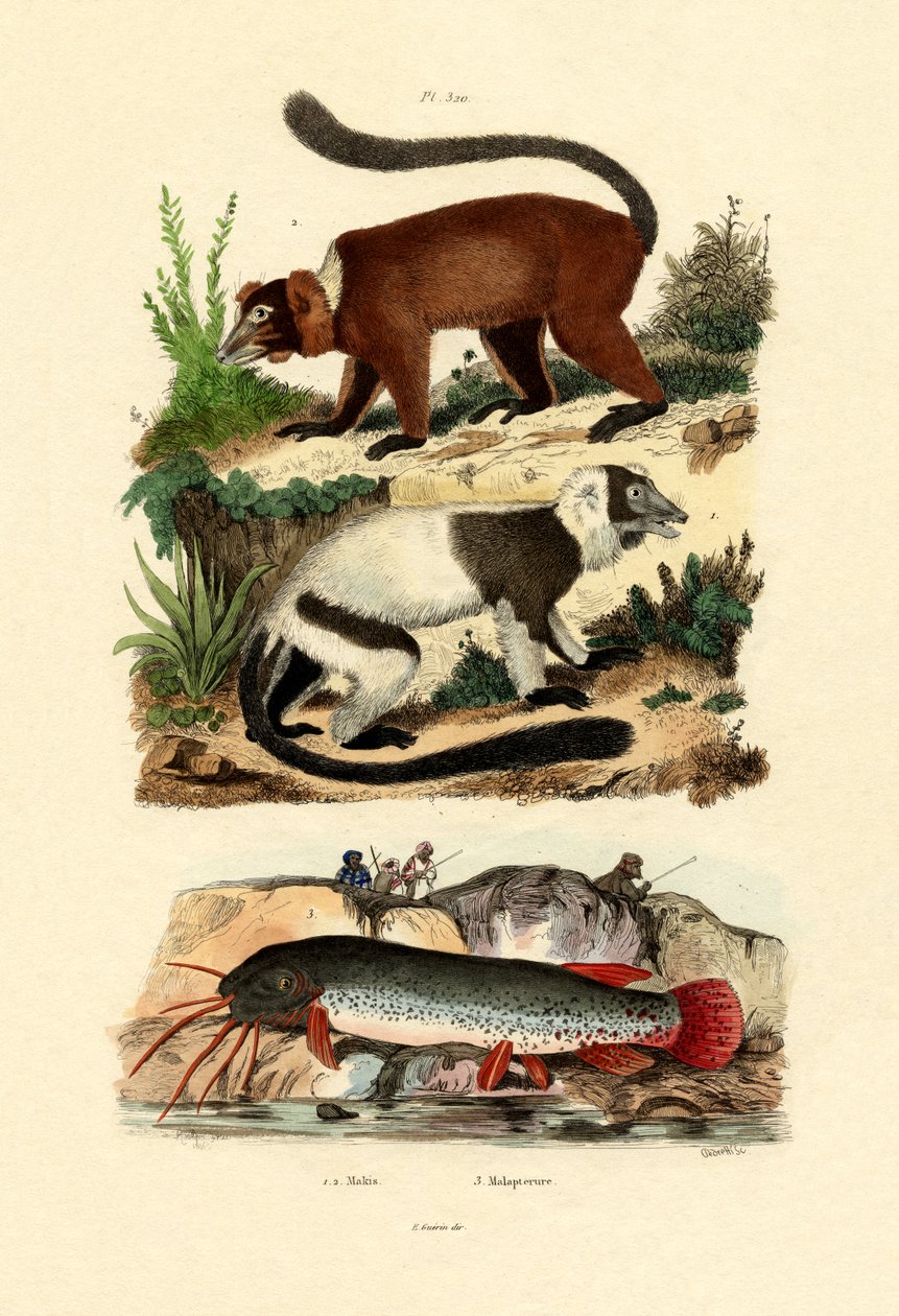 Ringhalelemurer, 1833-39 af French School