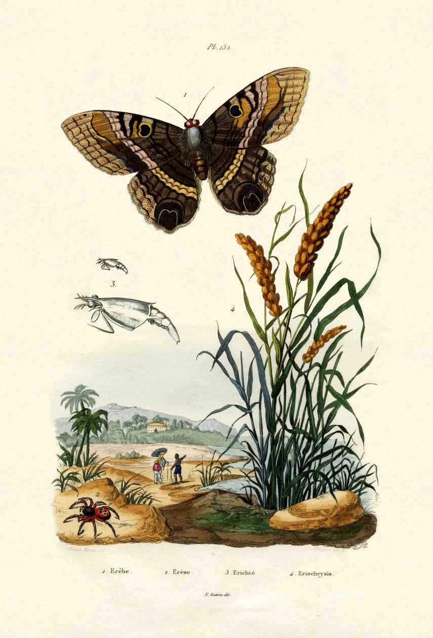 Ringlet, 1833-39 af French School