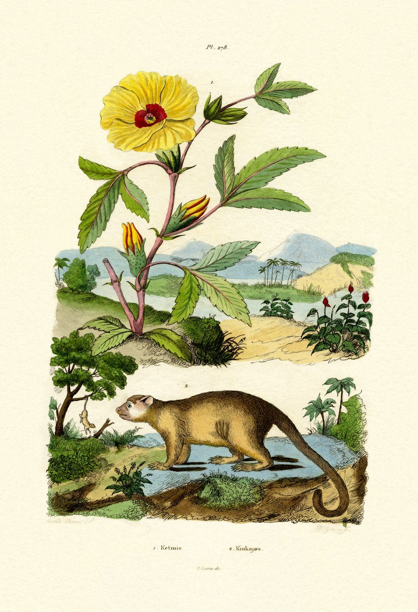 Rose af Sharon, 1833-39 af French School