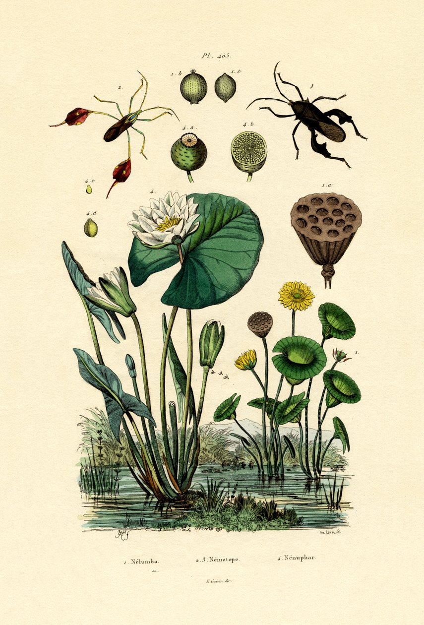 Hellig Lotus, 1833-39 af French School