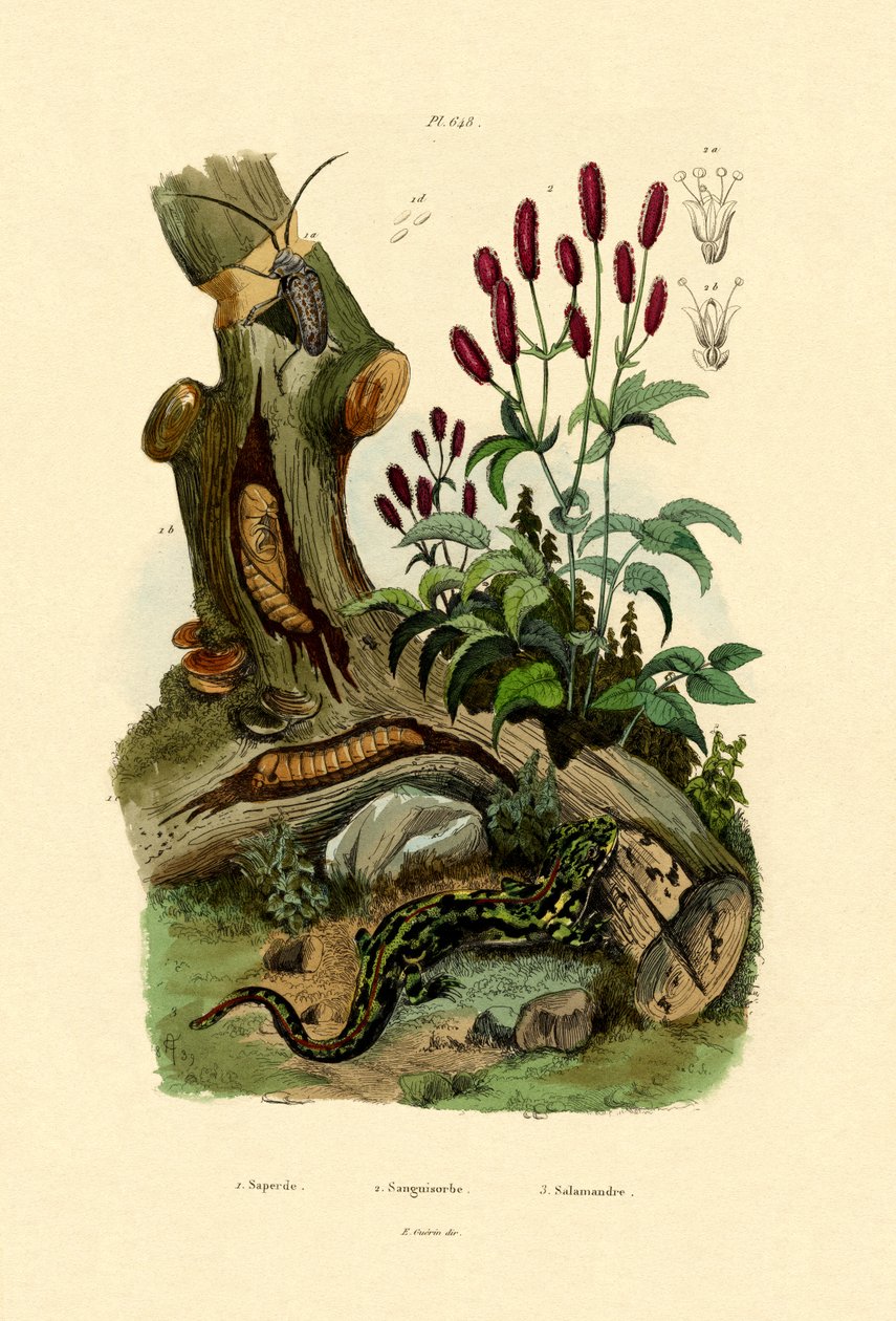 Salamander, 1833-39 af French School