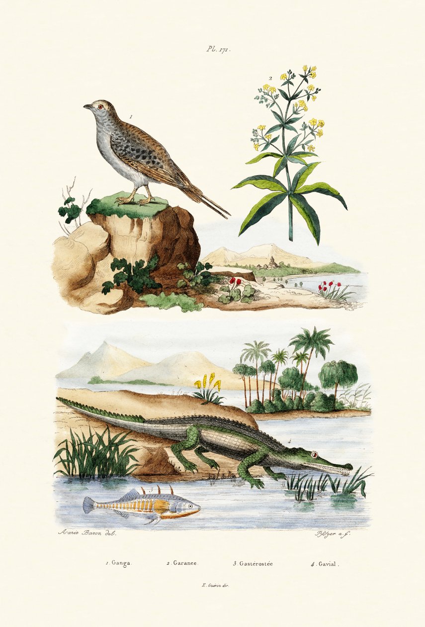Sandgrouse, 1833-39 af French School