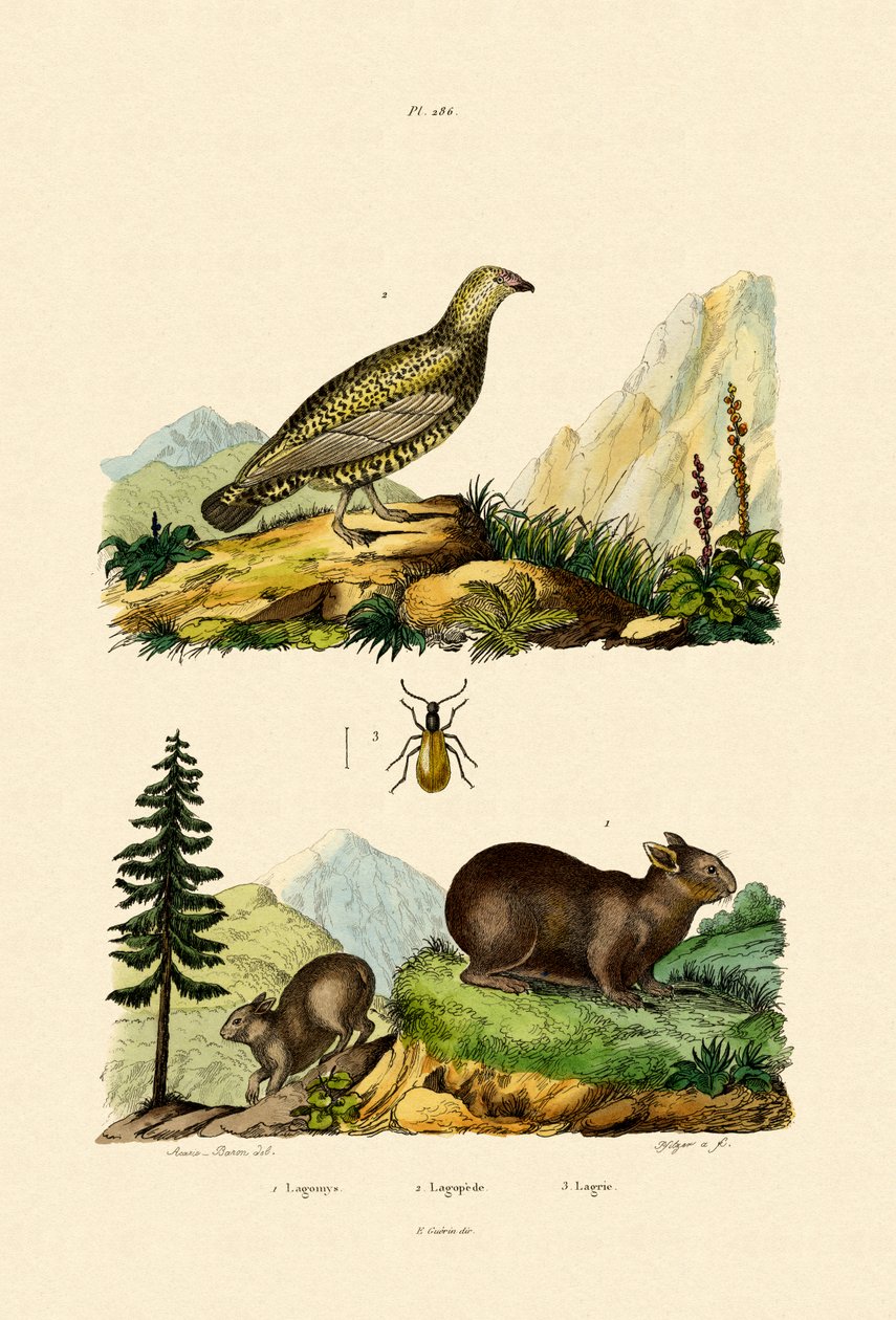 Sardinsk Pika, 1833-39 af French School