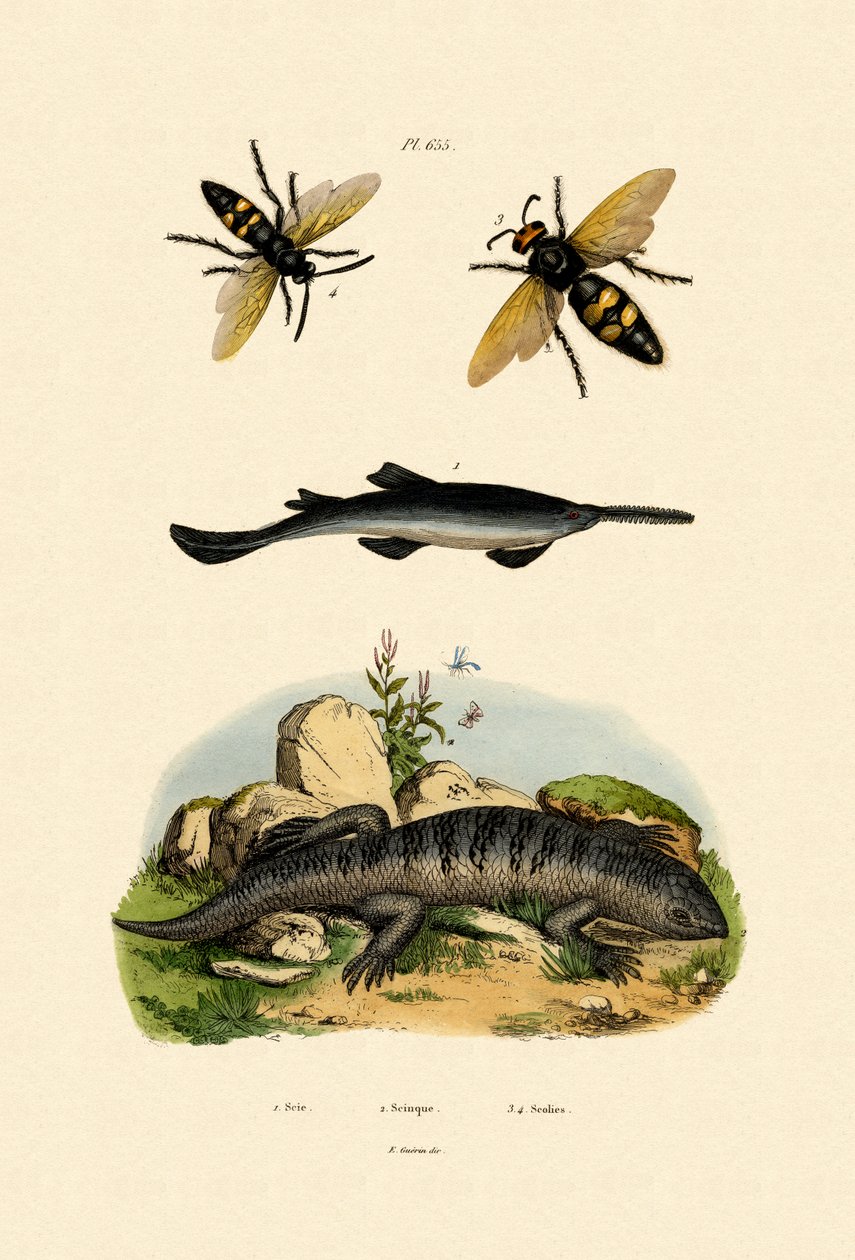 Savfisk, 1833-39 af French School