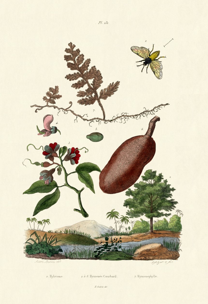 Sawfly, 1833-39 af French School