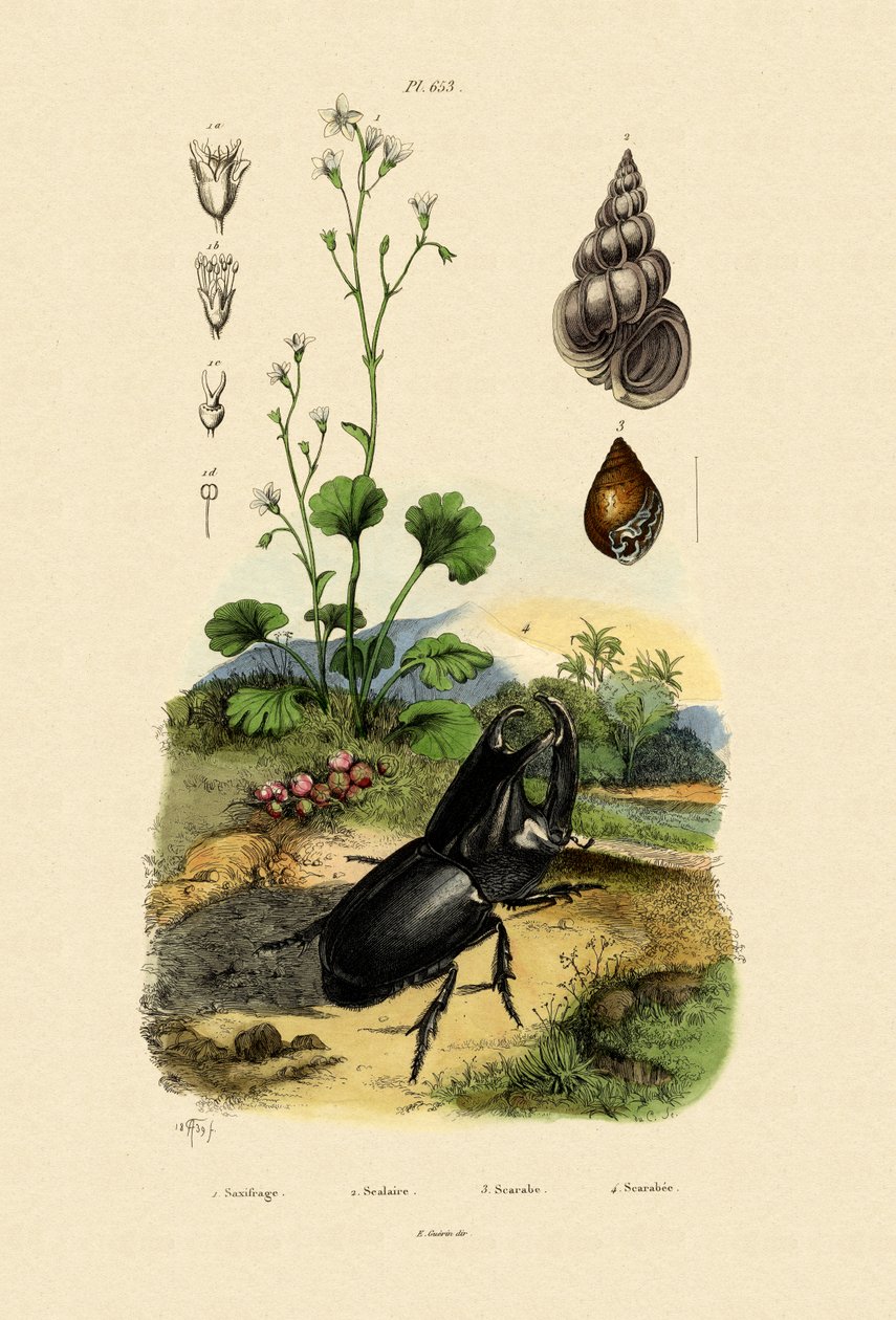 Saxifrage, 1833-39 af French School