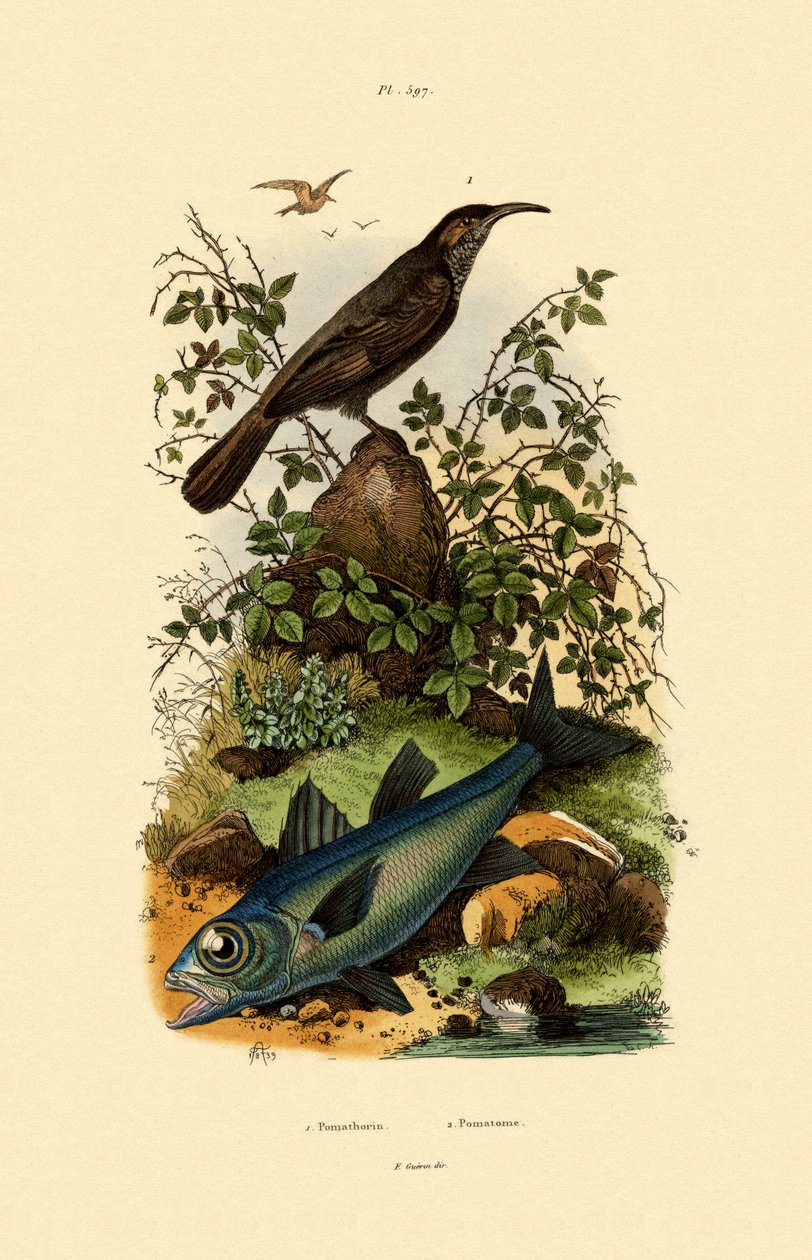 Scimitar babbler, 1833-39 af French School