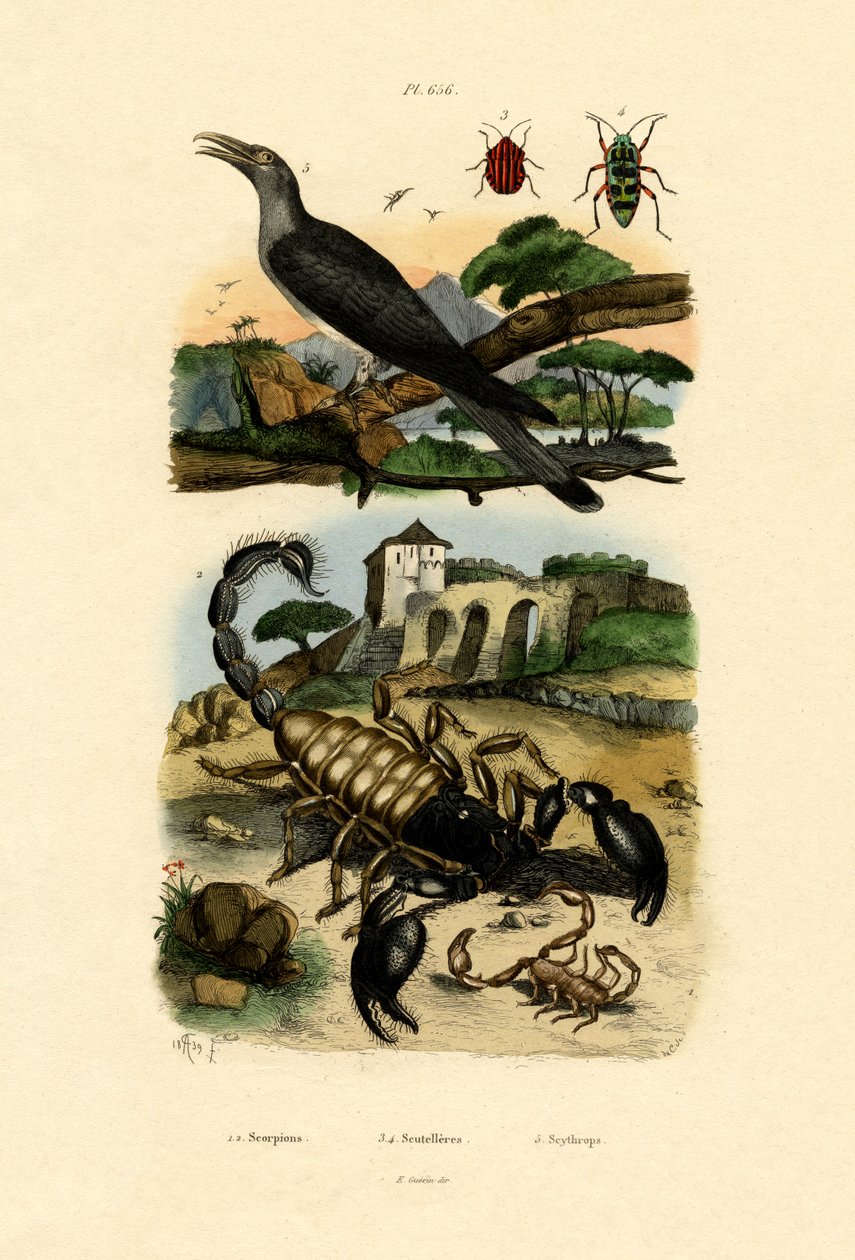 Skorpioner, 1833-39 af French School